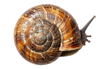 A spiral shell glistens under soft light as a garden snail explores a vibrant green leaf in a tranquil outdoor setting isolated on transparent background