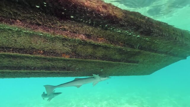 Two remora or suckerfish swimming near boat hull bottom covered with algae as seen during snorkelling in Red Sea