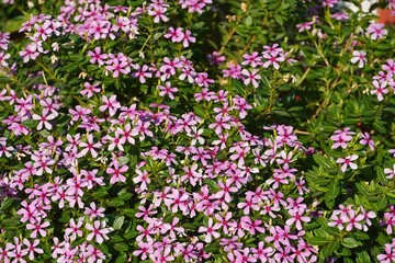 Coral eye, or creeping, moss plox, or Plox subulata flowers, in Glyfada, Greece