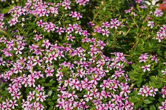 Coral eye, or creeping, moss plox, or Plox subulata flowers, in Glyfada, Greece