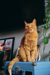 a domestic orange cat sitting on a suitcase in a home environment © Akhtiamova