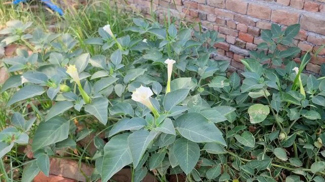 Datura plant flowers. Thorn apples, jimsonweeds, devils trumpet, moonflower, devils weed and stramonium. Highly poisonous toxic plant with pleasant aroma. Used in Ayurvedic medicine. Witch flower.