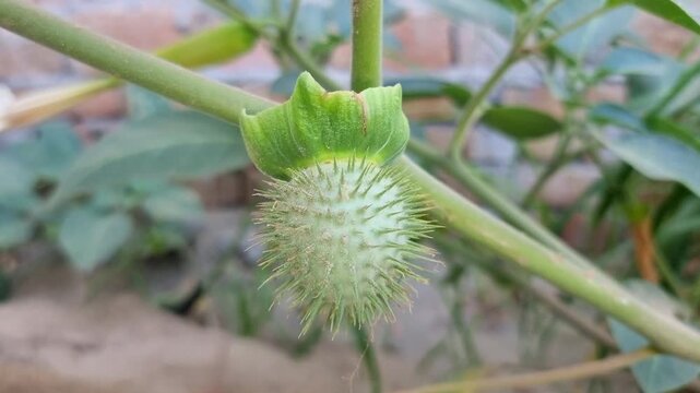 Datura Plant. Spiky Green Seed Pod of Datura stramonium in 4K View. Datura inoxia or Datura innoxia seed pods. Spiky Green Datura Seed Pod in Nature. Toxic Plant. Fruit of Datura metel. 4k Footage.