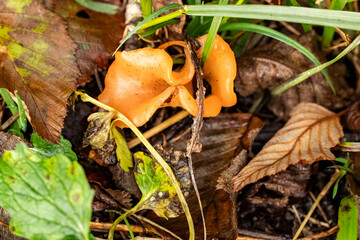 Rötlicher Gallerttrichter oder Fleischroter Gallerttrichter Guepinia helvelloides
Reddish jelly funnel or flesh-red jelly funnel Guepinia helvelloides
