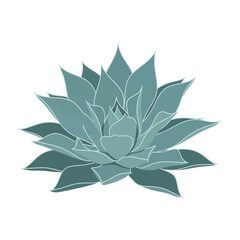 Illustration of a succulent plant with layered petals and a detailed outline, isolated on white.