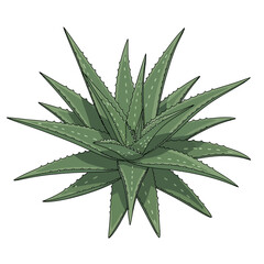 A detailed, top-down illustration of a green aloe vera plant with spiky leaves arranged in a rosette pattern.