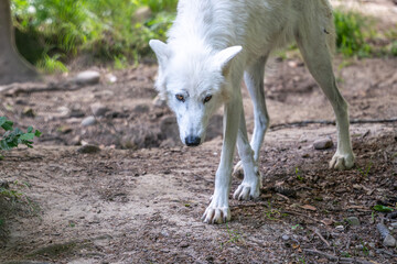 A white wolf in the forest walking around and looking into the camera.