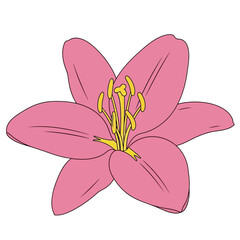 Illustration of a pink lily flower with yellow stamens and pistil.