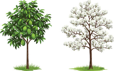 Obraz premium Beautiful mango fruit tree with lush green leaves beside vibrant red maple autumn foliage tree, seasonal nature landscape vector illustration design.