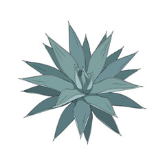 Illustration of a blue agave plant with pointed leaves arranged in a rosette pattern.