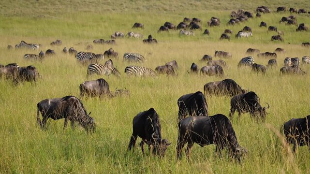 Maasai Mara, Kenya : Slow-motion footage of group of  wildebeest walking across Maasai Mara National Park in Kenya, East Africa, captured during the migration season