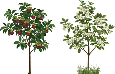 Obraz premium Fruit Tree and Flowering Tree Side by Side in Nature, Seasonal Contrast of Blooming and Harvest, Botanical Garden Landscape Illustration