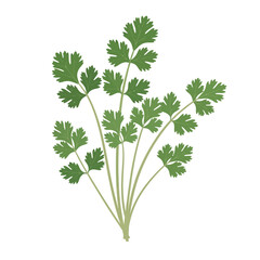 An illustration of fresh green cilantro or parsley leaves, commonly used as a culinary herb, depicted on a white background.