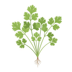 Fresh cilantro plant with vibrant green leaves and visible roots, ready for culinary use.