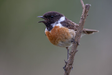European Stonechat (Saxicola rubicola), male
