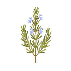 Illustration of a rosemary plant with green leaves and small blue flowers, isolated on white.