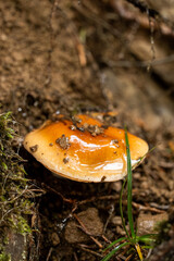 Samtfußrübling Flammulina velutipes Velvet foot beet © Pascal