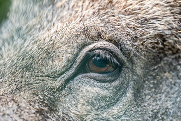 Obraz premium Close-up side view of an wild boars eye, showing the pupil and brown iris.