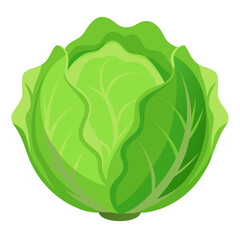 Fresh green cabbage vegetable nutrition healthy eating benefits vegetarian diet illustration art