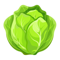 Fresh green cabbage head vegetable nutrition healthy eating vegetarian diet food illustration art