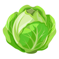 Fresh green cabbage head vegetable illustration for healthy eating and cooking recipes ideas