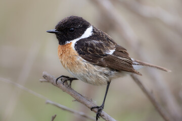 European Stonechat (Saxicola rubicola), male
