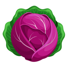 Purple cabbage head fresh vegetable healthy eating vegetarian diet illustration vector graphic art