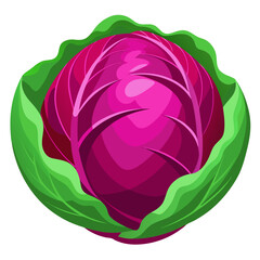 Illustration of a vibrant red cabbage head with fresh green leaves for healthy eating design