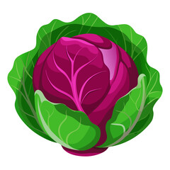 Red cabbage vegetable nutrition facts benefits and uses healthy eating vegetarian diet food source