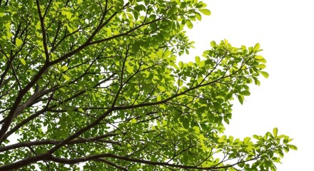 Obraz premium Lush green leaves on isolated on white background