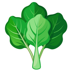 Fresh organic chard illustration vector, healthy eating, cooking ingredient, chard vegetable icon