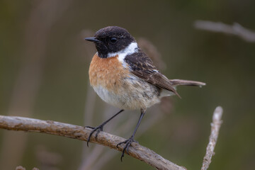 European Stonechat (Saxicola rubicola), male

