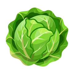 Illustration of fresh green cabbage vegetable healthy eating vegetarian diet ingredient food source