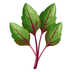 Fresh beet greens vector illustration for healthy eating and organic food market design assets