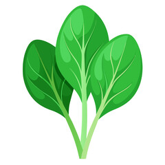 Fresh spinach leaves vector illustration for healthy eating and vegetarian recipes design asset