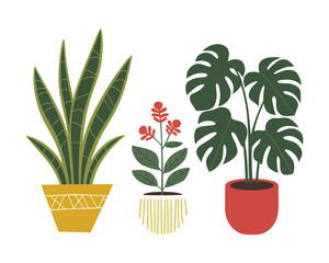 A charming and diverse vector illustration featuring a trio of popular indoor houseplants, perfect for enhancing modern interiors with natural, botanical decor elements