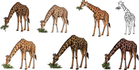 Giraffe cartoon illustration, eating leaves drawing, wildlife animal clipart, safari jungle art, cute giraffe character, nature vector design, playful pattern © crazycollection