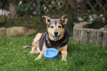 Dog sitting on green grass lawn with toy ball. Domestic pet portrait outdoors in garden. Loyal animal companion for family. Canine resting with playful expression in natural environment concept.