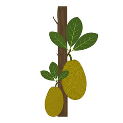 Illustration of a jackfruit tree with two fruits hanging from the trunk and green leaves.
