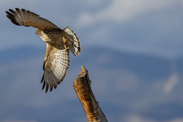 Broad-Winged Hawk Taking Flight