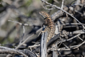 Yellow-Backed Spiney Lizard soaking up the sun rays