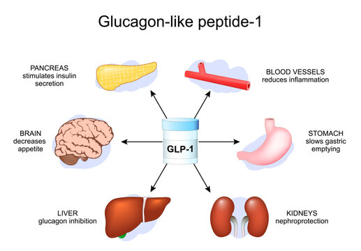 Functions of GLP-1. Glucagon-like peptide-1 for weight loss