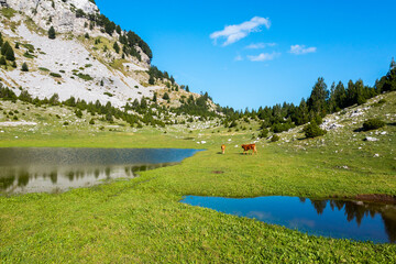 Mountain Pasture With Two Lakes and Cow With Calf Under Rocky Ridge