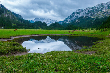 Mountain Pasture With Cows and Reflected Rocky Peaks in Small Lake on Cloudy Day