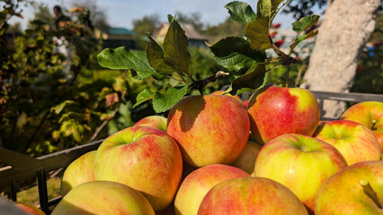 Close-up of freshly picked red and yellow apples in a crate, with a branch and green leaves in a sunny garden