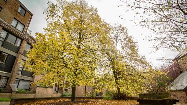 Time lapse of single tree with bright yellow autumn leaves in urban environment, fall season nature residential area contrast.