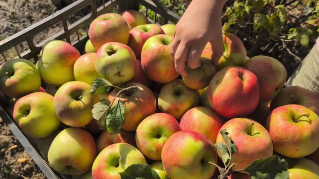 Freshly picked red and green apples filling a crate in an orchard. Concept of autumn harvest and organic food