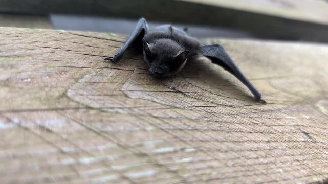Small bat (Microbat species) resting on a rough wooden plank. Nocturnal wildlife, ecology, and nature close-up