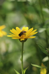 bee on yellow flower, Honeybee on yellow Daisy flower, Honeybee, Daisy 