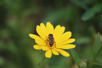 Honeybee on yellow Daisy flower, Honeybee, Daisy 